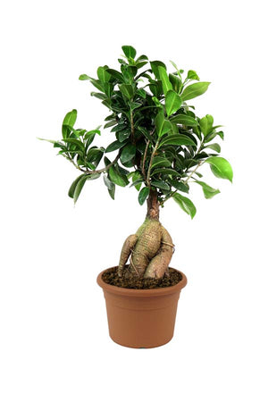 Ginseng Bonsai - Bonsai Plants - Plantsworld.ae