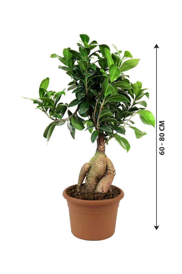 Table bonsai new arrivals