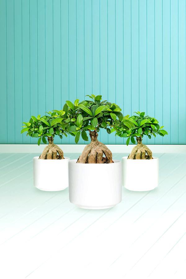 Ginseng Bonsai Plants With White Ceramic Pot - Ginseng Bonsai Plants With White Ceramic Pot - Plantsworld.ae