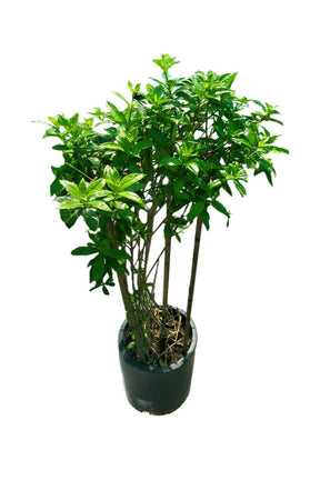 Golden Trumpet - Allamanda Cathartica - Outdoor Flowering Plant with Bright Yellow Flowers.