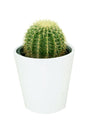 Golden Barrel Cactus Outdoor-Echinocactus Grusonii - Plantsworld.ae - {{ varient.name }}
