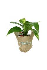 Golden Pothos-Money Plant-In Jute Wrapped Fiber Pot