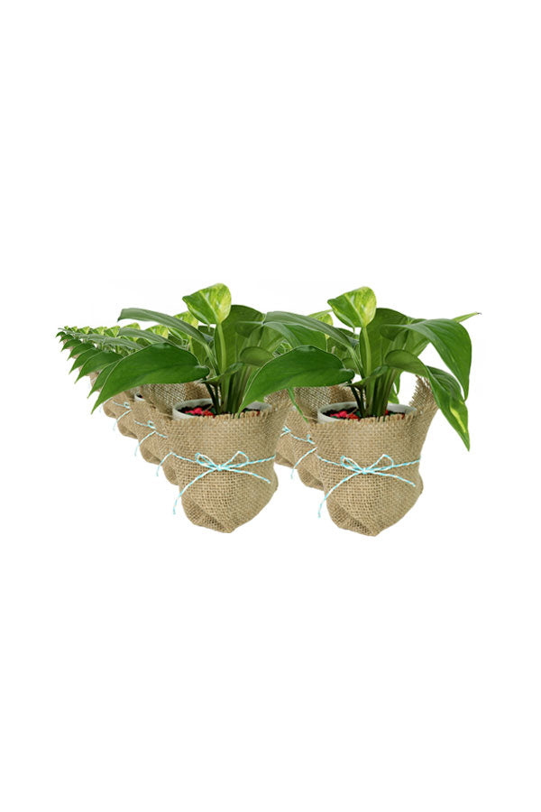 Goldener Pothos-Geld-Pflanzentopf aus mit Jute umwickelter Faser