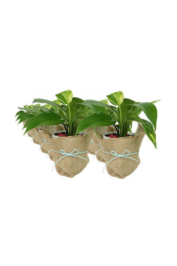 Golden Pothos-Money Plant-In Jute Wrapped Fiber Pot