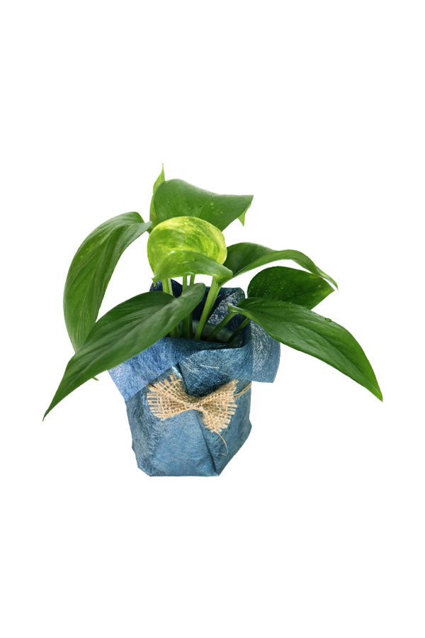 Golden Pothos-Money Plant-Blue Wrapped Ceramic Pot