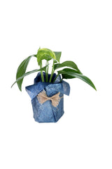Golden Pothos-Money Plant-Blue Wrapped Ceramic Pot