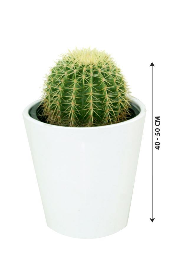 Golden Barrel Cactus Outdoor-Echinocactus Grusonii - Plantsworld.ae - {{ varient.name }}