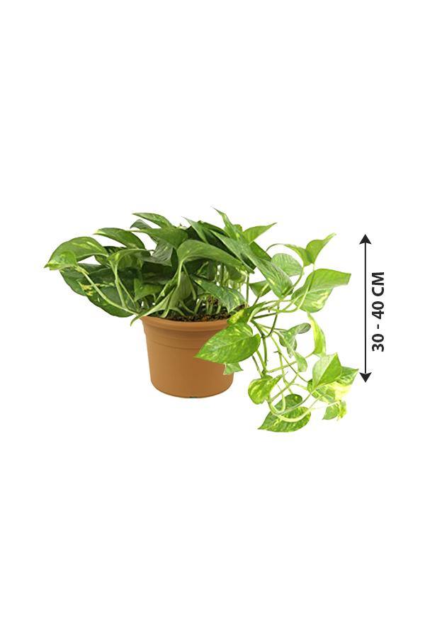 Golden Pothos - Scindapsus Aureus - Devil's ivy - Plantsworld.ae - {{ varient.name }}