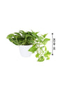 Golden Pothos - Scindapsus Aureus - Devil's ivy - Plantsworld.ae - {{ varient.name }}