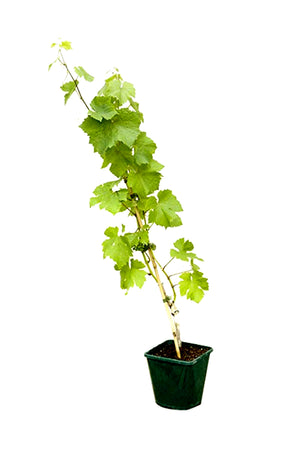 Grape Vine Vitis Vinifera Outdoor Plant – Fresh Grapes for Your Garden or Backyard.

