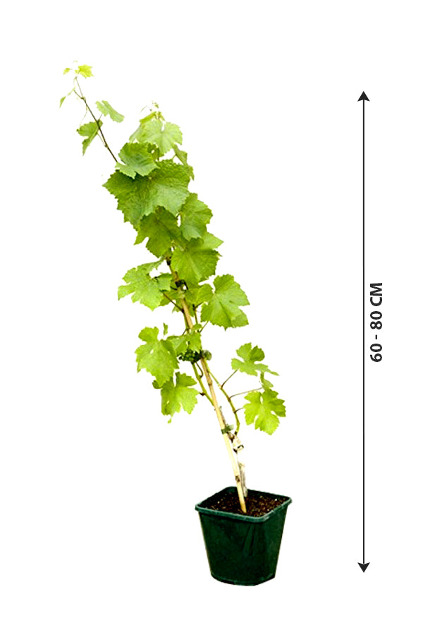 Weinrebe-Vitis Vinifera-Freilandpflanze