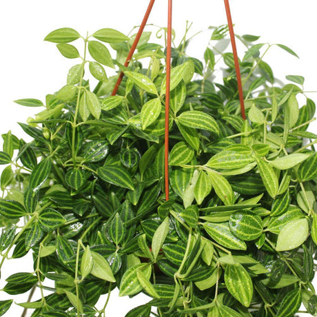 Green Leaf Peperomia - Plantsworld.ae - {{ varient.name }}