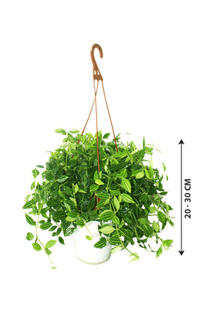 Green Leaf Peperomia - Air Purifier Plant - Plantsworld.ae