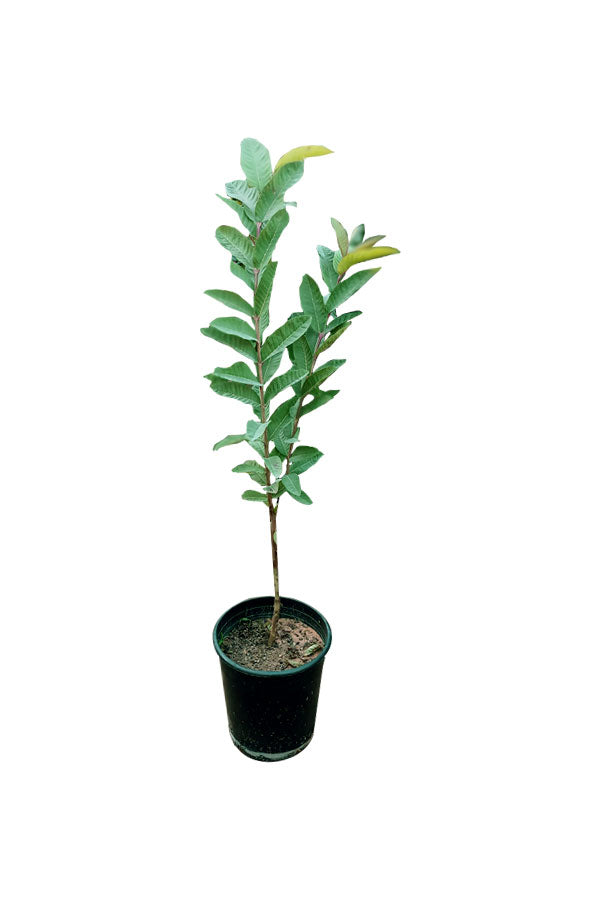 Guavenbaum – Psidium Guajava – Obstpflanze im Freien
