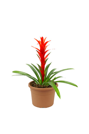 Guzmania flowering houseplant with bright red and yellow bloom in decorative indoor pot.

