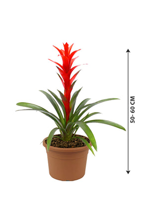 Guzmania - Prized Flowering Houseplant