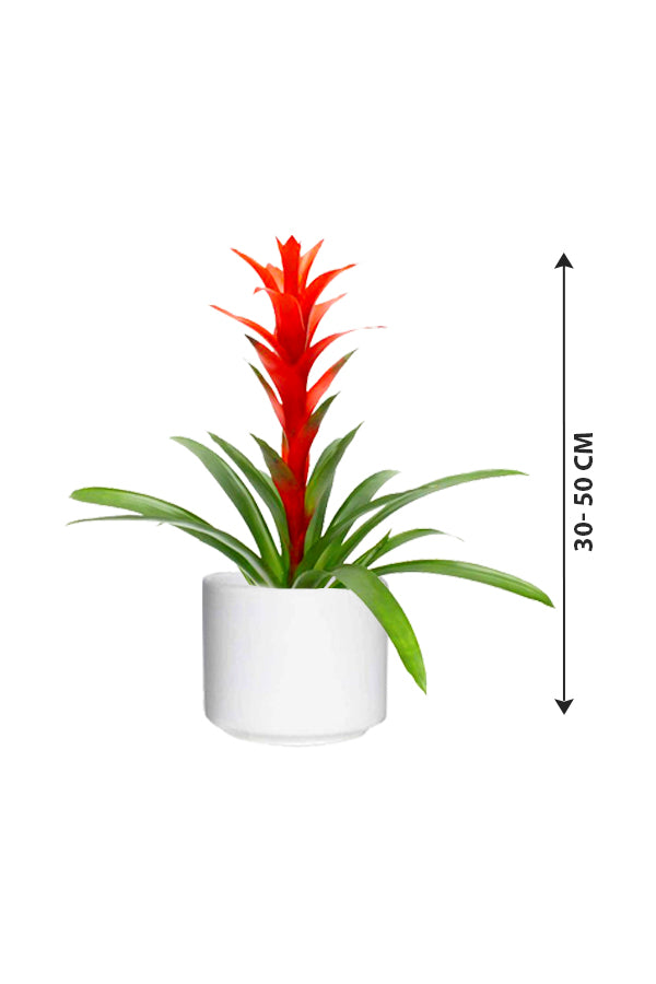 Guzmania - Prized Flowering Houseplant