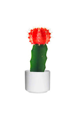 Gymnocalycium Jap - Red Cap Cactus