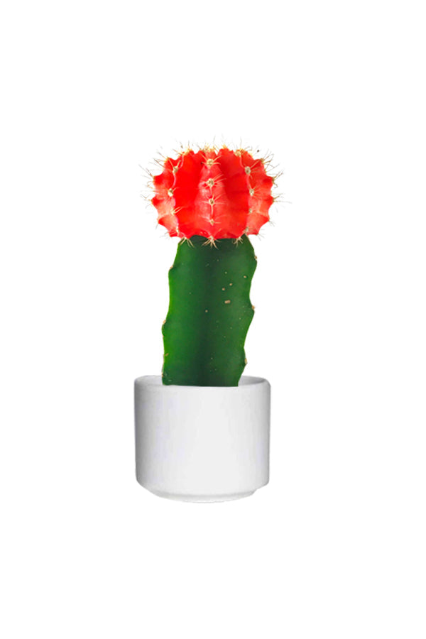 New Offer- Gymnocalycium Jap - Red Cap Cactus - Cactus & Succulents