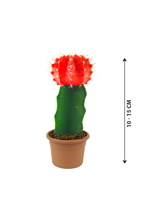 Gymnocalycium Jap - Red Cap Cactus