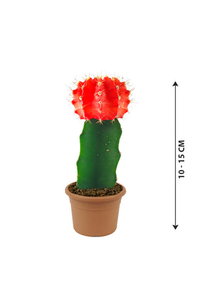 Gymnocalycium Jap - Red Cap Cactus - Plantsworld.ae