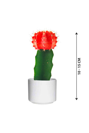 Gymnocalycium Jap - Red Cap Cactus - Plantsworld.ae