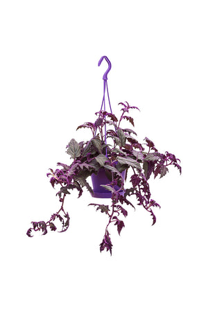 Purple Passion Plant with Velvety Purple Leaves in Decorative Pot


