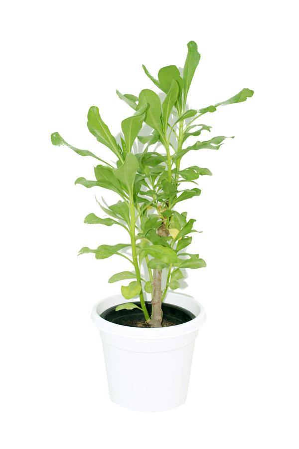 Hawaiian Half Flower - Scaevola Taccada - Plantsworld.ae