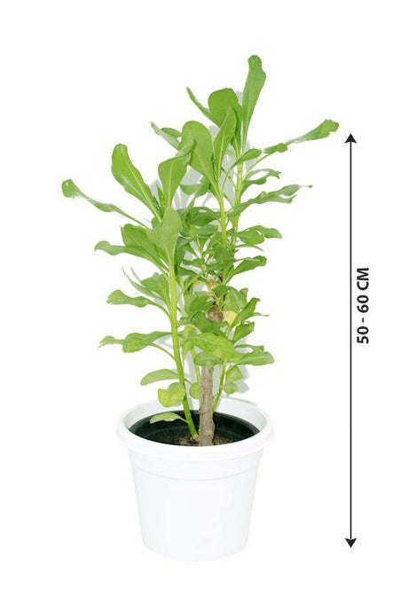 Hawaiian Half Flower-Scaevola Taccada - Hawaiian Half Flower-Scaevola Taccada - Plantsworld.ae