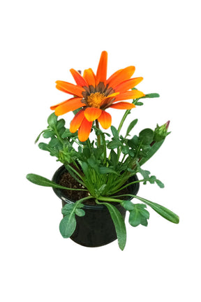 Garlic Creeper (Mansoa Alliacea) - Gazania Rigens with bright daisy-like flowers in yellow, orange, and pink shades blooming outdoors.