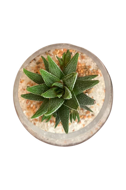Haworthia Minima  In Fishbowl
