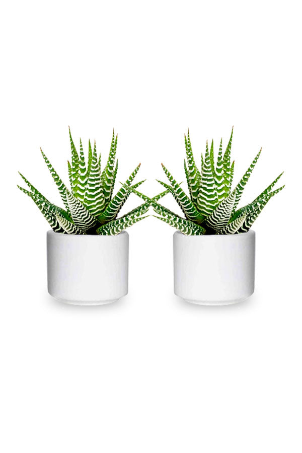 Buy One Get One- Haworthia Wide Zebra - Aloe Vera Indoor Plant