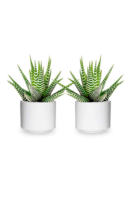 Buy One Get One- Haworthia Wide Zebra - Aloe Vera Indoor Plant