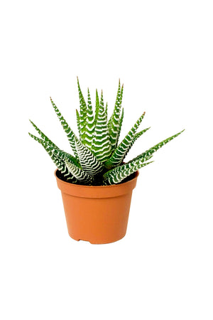 Zebra Haworthia - Haworthia Fasciata - Plantsworld.ae