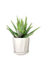 Haworthia Wide Zebra - Office Table Top Plant