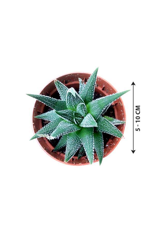 Haworthia Dwarf Aloe - Aloe Vera - Plantsworld.ae - {{ varient.name }}