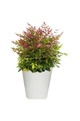 Heavenly Bamboo Obsession - Nandina Domestica Obsessed - Plantsworld.ae - {{ varient.name }}