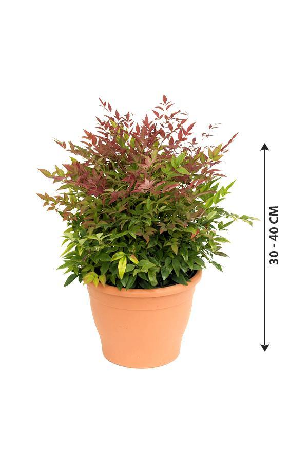 Heavenly Bamboo Obsession - Nandina Domestica Obsessed - Plantsworld.ae - {{ varient.name }}