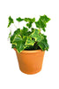 Hedera Helix Variegated - English Ivy - Plantsworld.ae - {{ varient.name }}