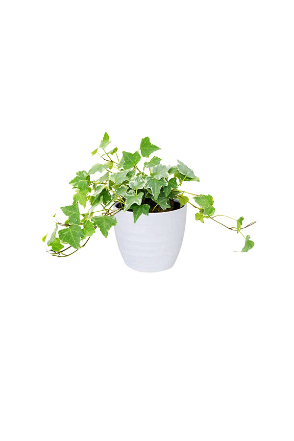 Hedera Helix Variegated – English Ivy Plant with Cream-Green Leaves Trailing from Pot