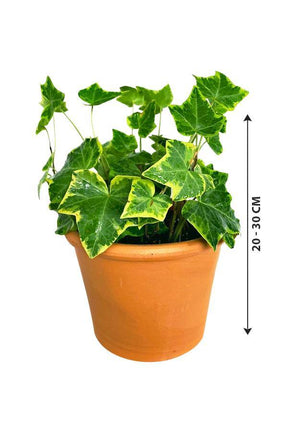 Hedera Helix Variegated - English Ivy - Plantsworld.ae - {{ varient.name }}