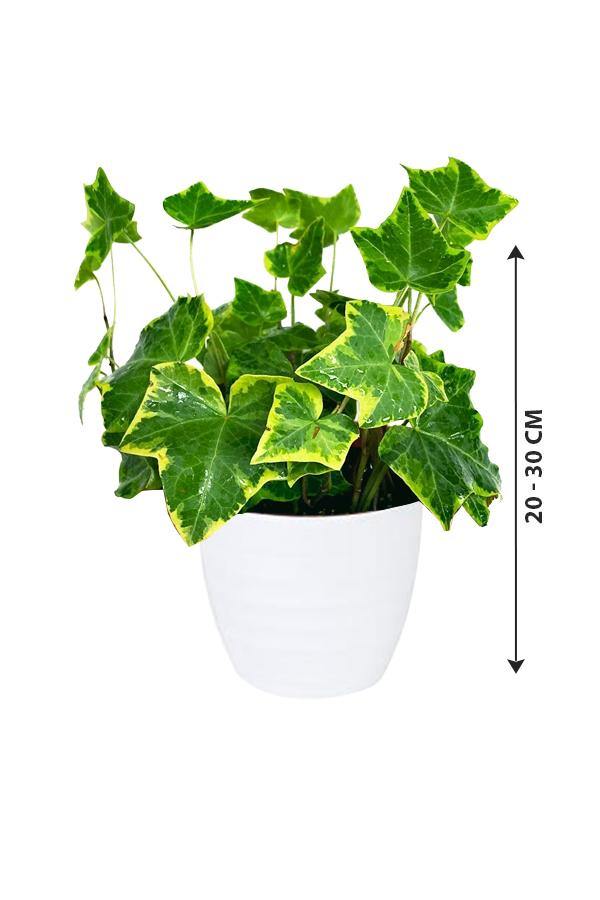 Hedera Helix Variegated - English Ivy - Plantsworld.ae - {{ varient.name }}