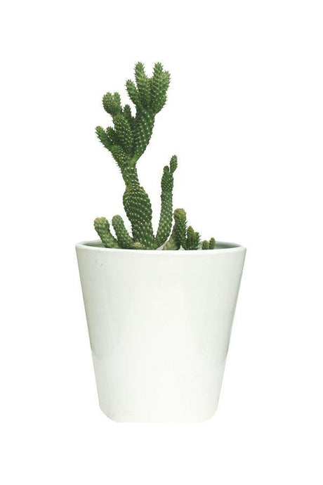 Hedgehog Cactus-Echinocereus - Plantsworld.ae - {{ varient.name }}