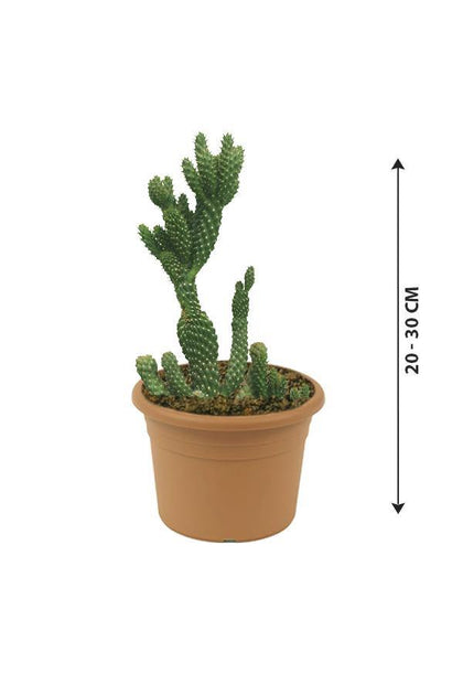 Hedgehog Cactus-Echinocereus - Hedgehog Cactus-Echinocereus - Plantsworld.ae