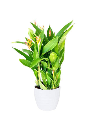 Heliconia Olympic Dream - Heliconia psittacorum - Plantsworld.ae - {{ varient.name }}