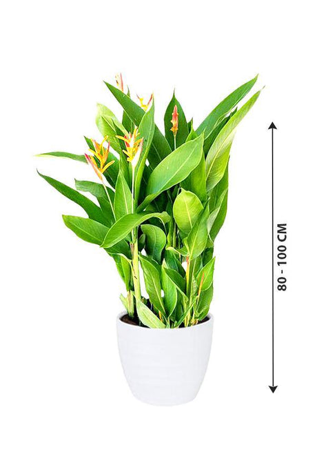 Heliconia Olympic Dream - Heliconia psittacorum - Plantsworld.ae - {{ varient.name }}