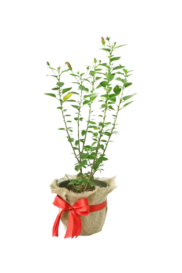 Jubiläumsgeschenkpflanze – Hibiskuspflanze in Juteverpackung