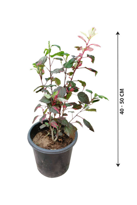 Desert Rose - Adenium Obesum Outdoor Flowering Plant- –