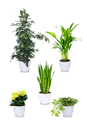 Home Combo Plants Set of 5 - Indoor Plant Set for Home Décor at Plantsworld.ae