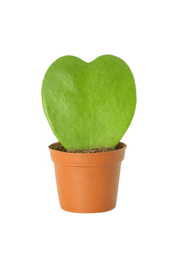 Hoya Kerrii – Valentinstagspflanzen – Sukkulente für den Innenbereich
